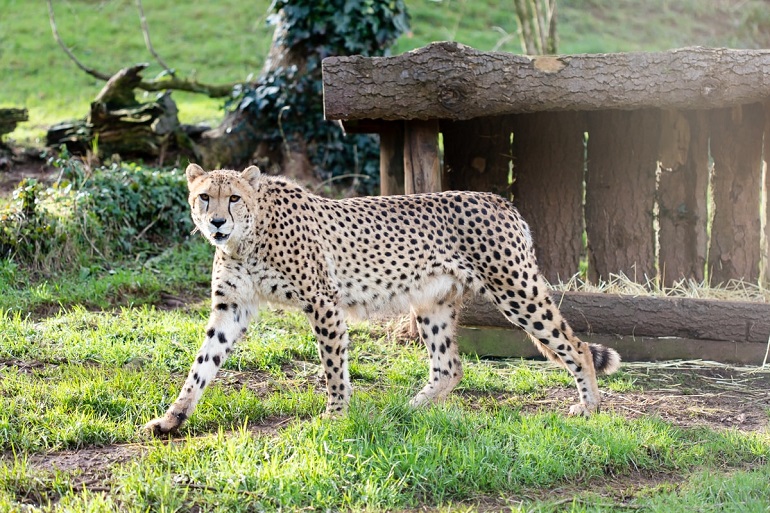 PZ Cheetah Kitwana