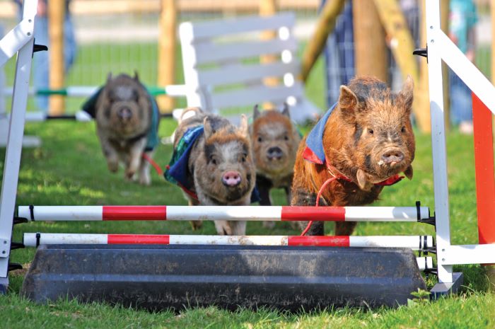 4. Pennnywell, Pig Racing