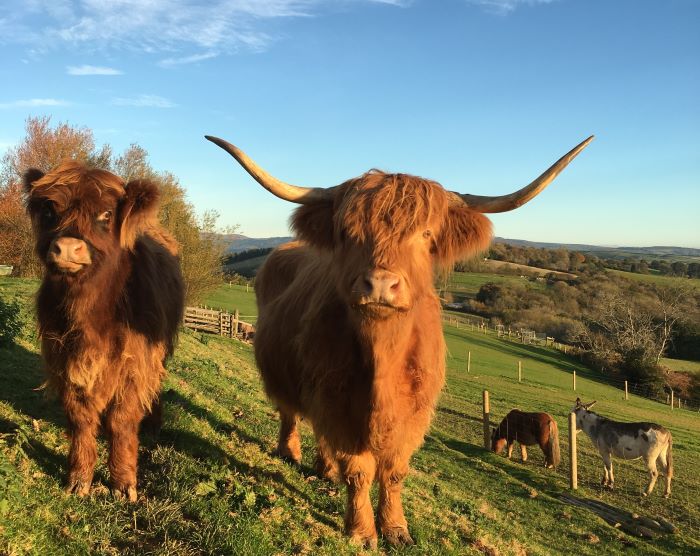 5. Pennywell, Highland Cows