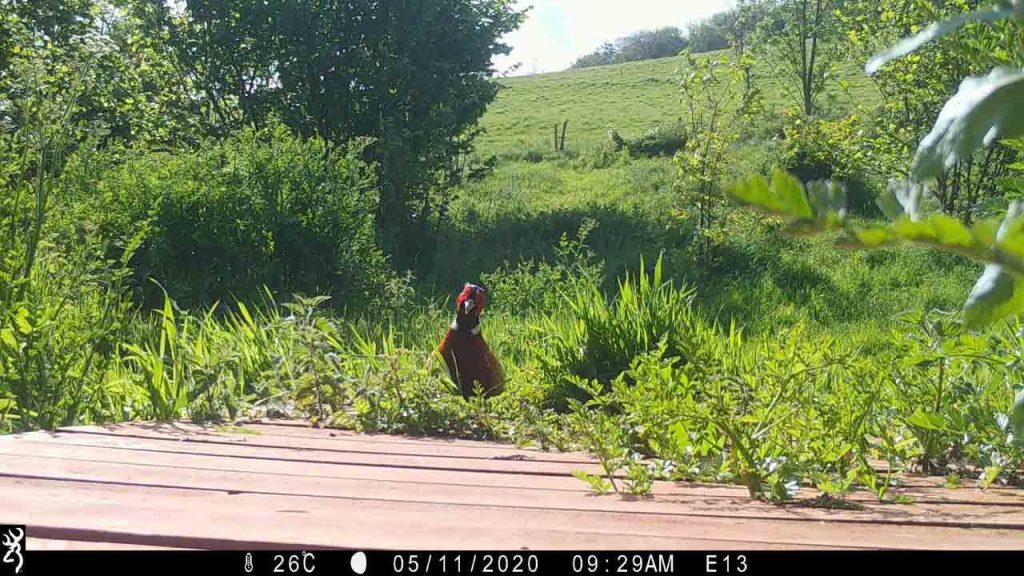 Sharpham Trust Ambios camera trap pheasant