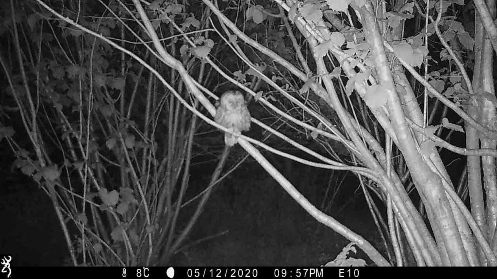 Sharpham Trust Ambios camera trap tawny owl